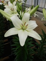 [4039 Arcachon No02.JPG]